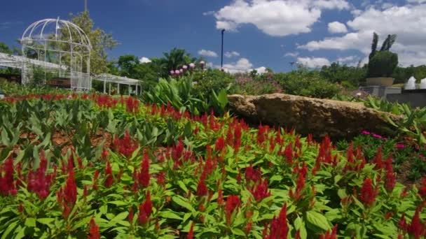 Flor cockcomb en el jardín de flores — Vídeo de stock