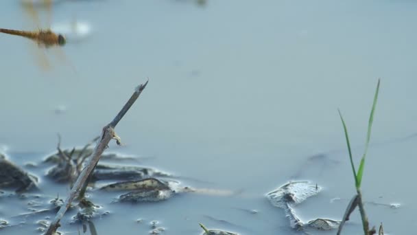 libellule dans la rizière 