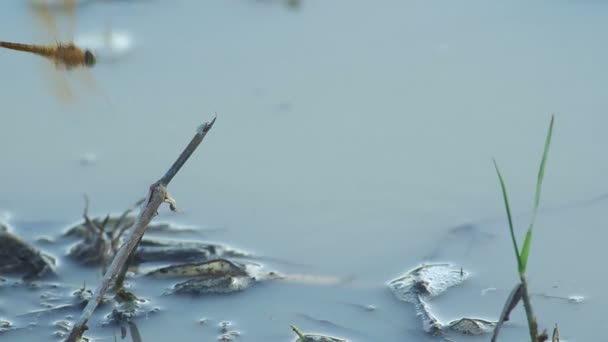 Libellula nel campo delle risaie — Video Stock