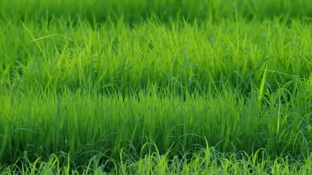 semis de riz dans le champ 