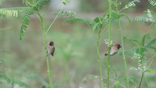 有鳞胸文鸟正在上演的植物 — 图库视频影像