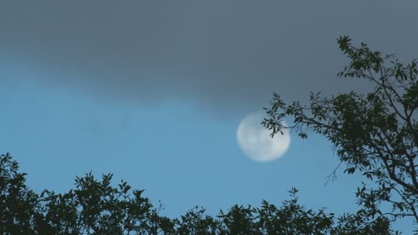 Árbol y la luna llena — Vídeos de Stock