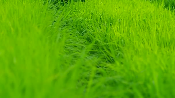 水稻幼苗的机架焦点镜头 — 图库视频影像