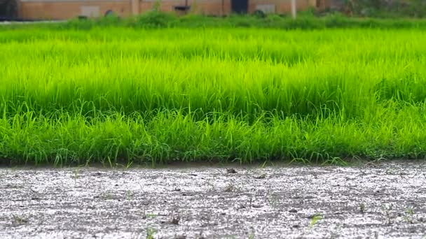 Filmagem panorâmica do campo de arroz paddy à noite — Vídeo de Stock