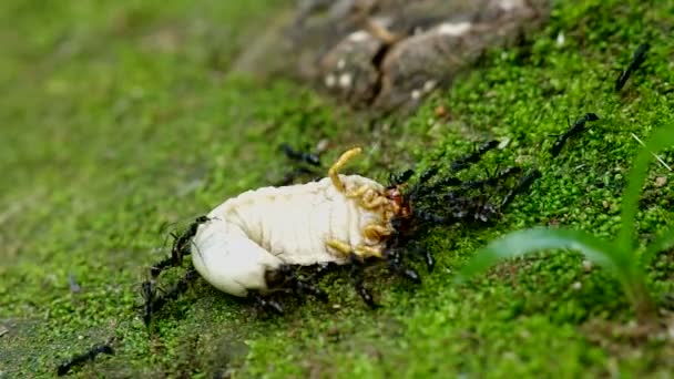 Larva escarabajo caza hormigas negras — Vídeos de Stock