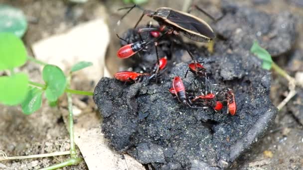 Mãe hemipterana e sua prole — Vídeo de Stock