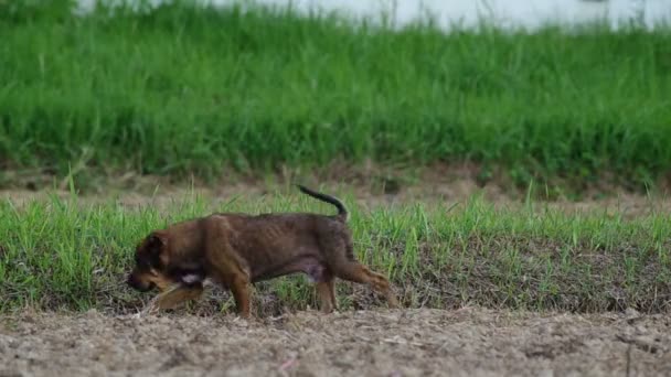 Tajski lokalnych pies chodzić w dziedzinie — Wideo stockowe