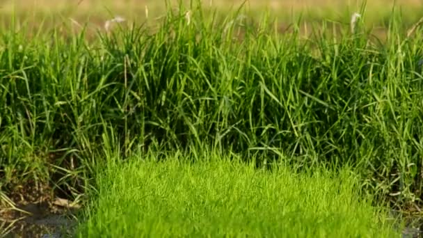 年轻的水稻幼苗和风 — 图库视频影像