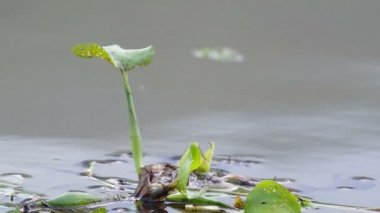 su rezervuar içinde yüzen sümbül