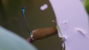 Kızböcekleri batık yaprak altında yumurta