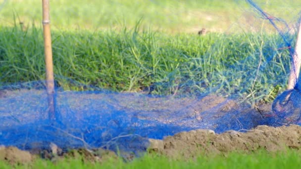 Moineaux mangeant des semis de riz — Video