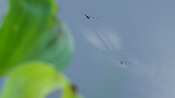 Wasserläufer und Spinnen — Stockvideo