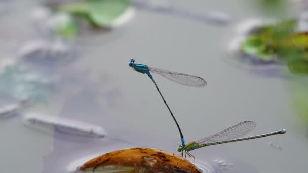 Dragonfly on coat button flower near water — Stock Video