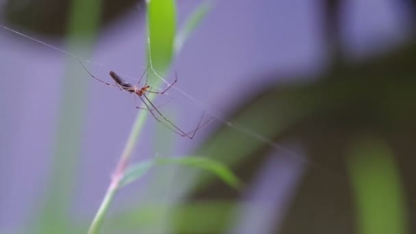 Orbe de soie dorée- araignée tisserande sur la toile 