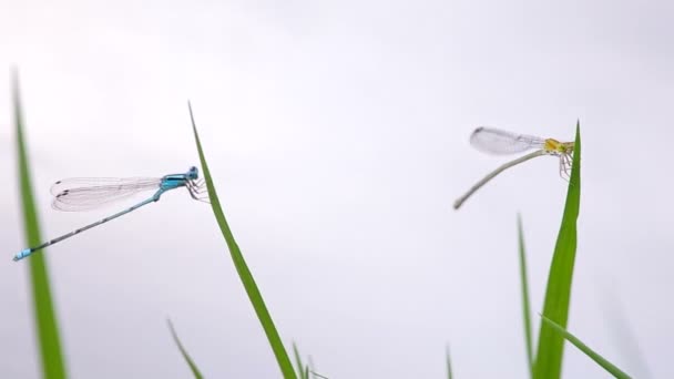 Twee damselflies rusten op het gras-shoot — Stockvideo