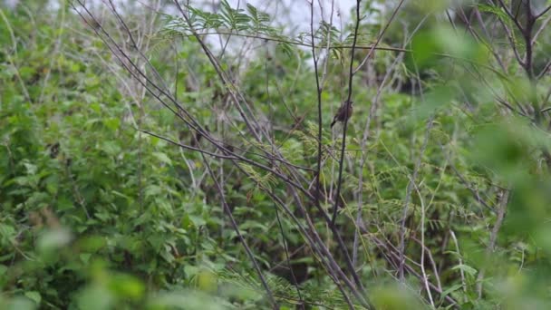 petit oiseau reposant sur la tige de la plante 