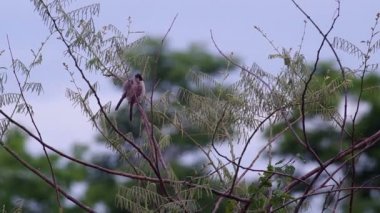 İsli başlı Bulbul birbirimize kulak