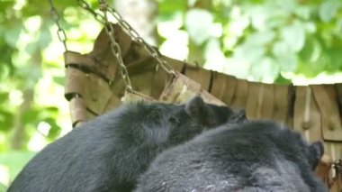 Asya siyah ayı oynamak