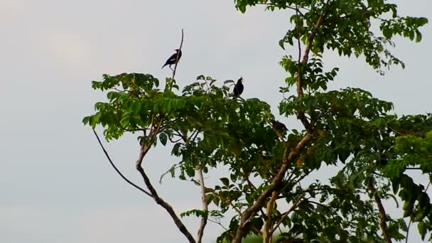 Grandes aves myna en el árbol — Vídeo de stock