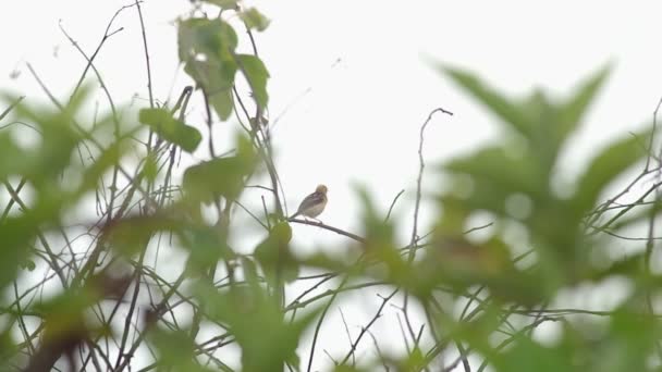 Bright opatřil cisticola ptáček na větvi — Stock video