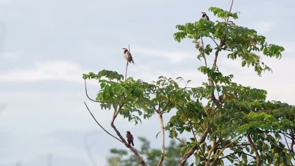 Étourneau à collier noir et grande myna sur la même pousse d'arbre — Video