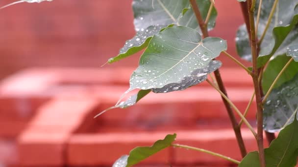 Eső esik a pipal levelek — Stock videók