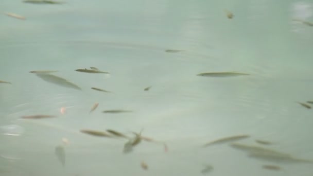 Malé ryby v potoce — Stock video