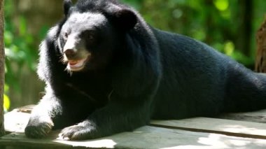 Asya siyah ayı yerde döşeme