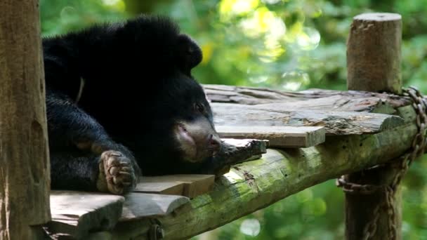 Asiatico nero orso sta andando a dormire — Video Stock