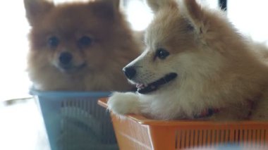 Pomeranian sepete döşeme
