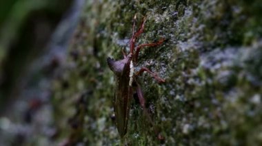 hemipteran hata tırmanıyor