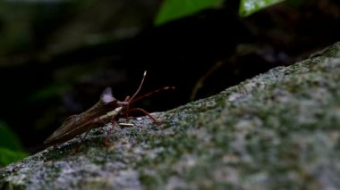 hemipteran hata rock substrat tırmanma
