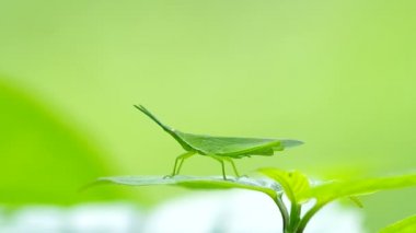 Çekirge ayakta yaprak yeşil ve onun arka ayağını