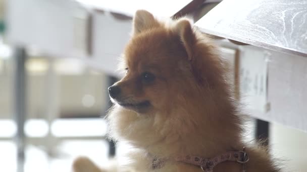 Cute Pomeranian dog turn the head — Stock Video