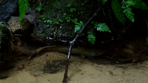 Fische schwimmen abseits des versteckten Platzes — Stockvideo