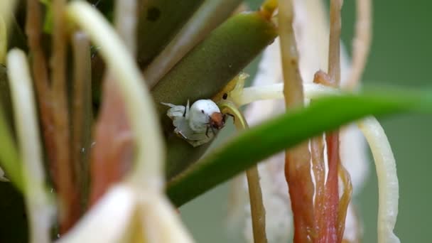 Araña flor de cangrejo y su pareja oculta debajo de la planta — Vídeos de Stock