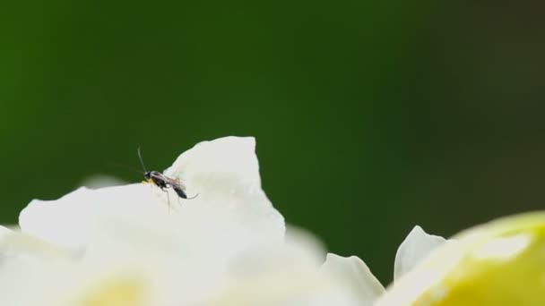 Ichneumon wasp agitando su antena — Vídeo de stock