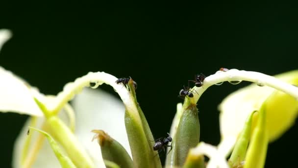 Black ants collect food supply from the plant — Stock Video