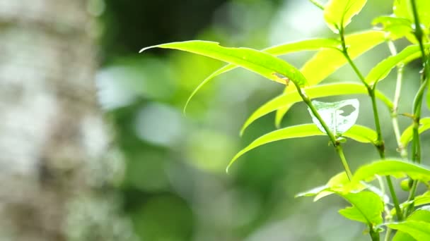 Green leaf and the lichen — Stock Video