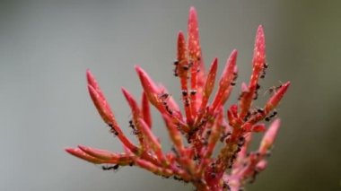 yaprak biti MahS çiçek tomurcuk üzerinde kapsayan