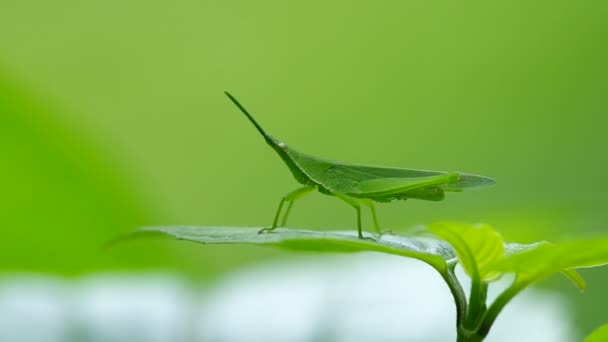 Saltamontes verde mover su pierna trasera y y delantero — Vídeos de Stock