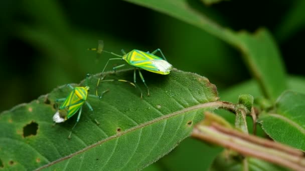Hemiptera insetos escondidos atrás da folha — Vídeo de Stock
