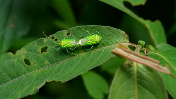 Hemiptera bugs paring — Stockvideo