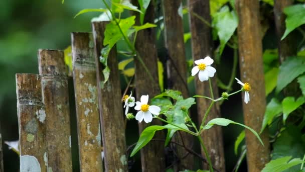 Wild madeliefjebloemen en het hek van bamboe — Stockvideo