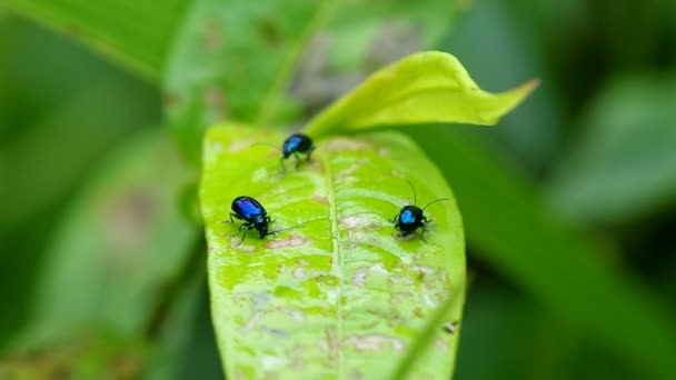 Escarabajos pulgas vegetales comen la hoja verde — Vídeo de stock