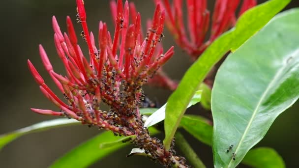 Colony of aphid and ant on the Ixora flowers — Stock Video