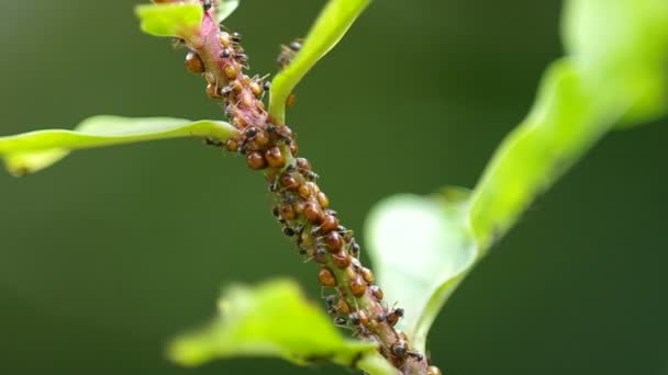 Escamas de insectos con hormigas en la rama del árbol — Vídeo de stock