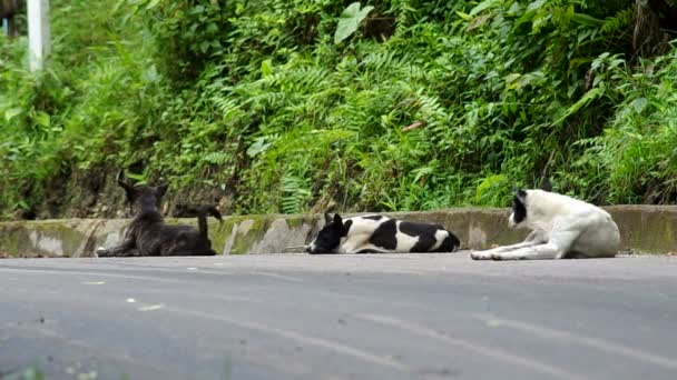 Mãe cão e seus filhotes na estrada — Vídeo de Stock