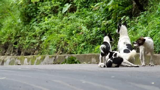 Madre perro y sus cachorros sentados en el camino — Vídeos de Stock