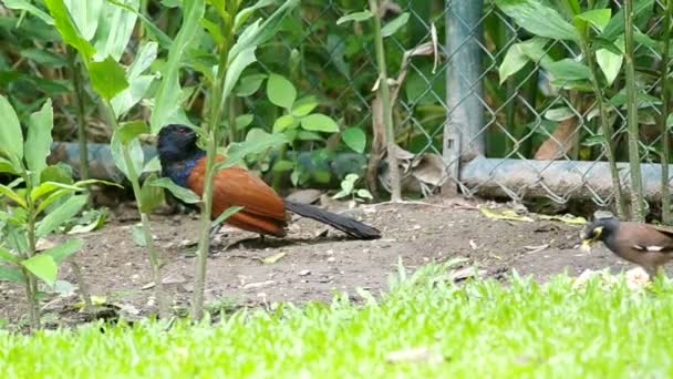 Φασιανός Crow αναπαύεται στο έδαφος — Αρχείο Βίντεο